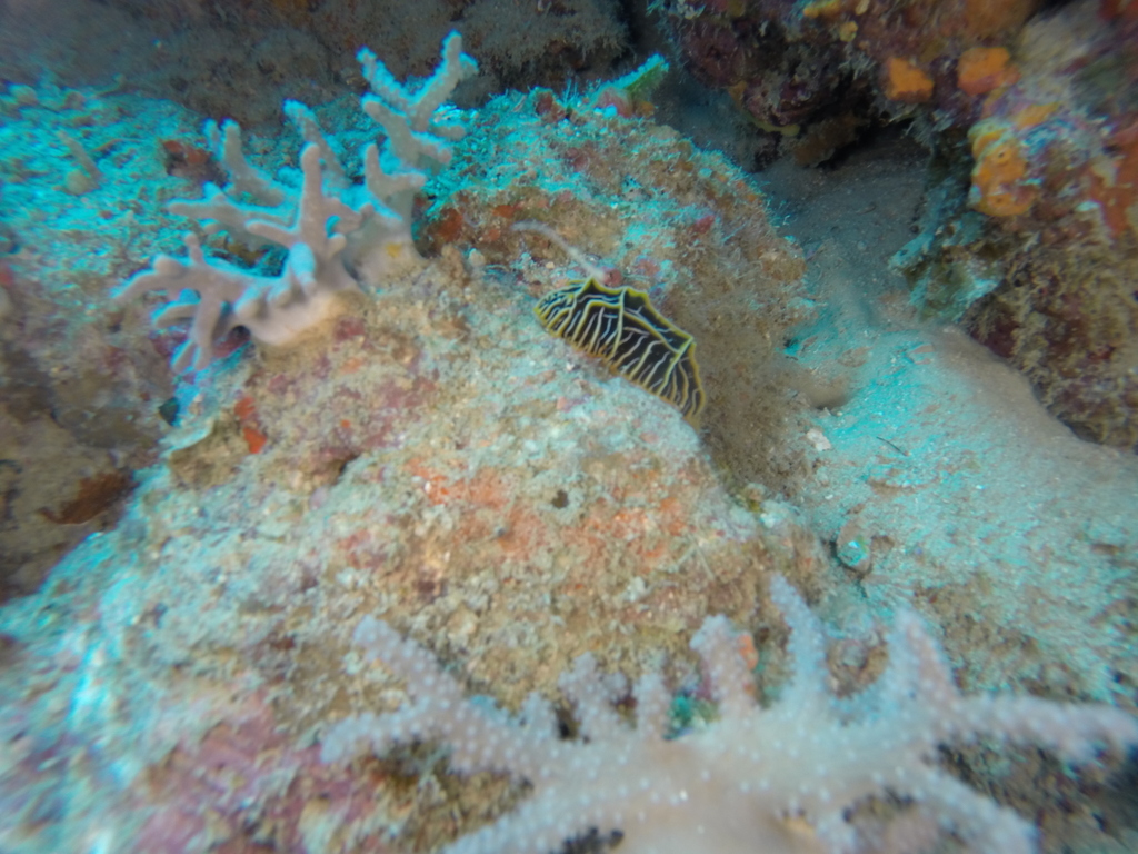 Chocolate Mango Nudibranch