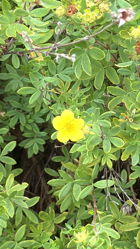 shrubby cinquefoil