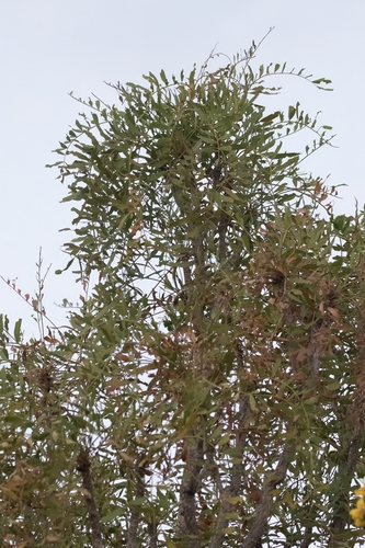 Owenia vernicosa, 2026-08-18