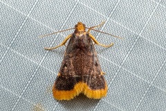 Hypsopygia mauritialis