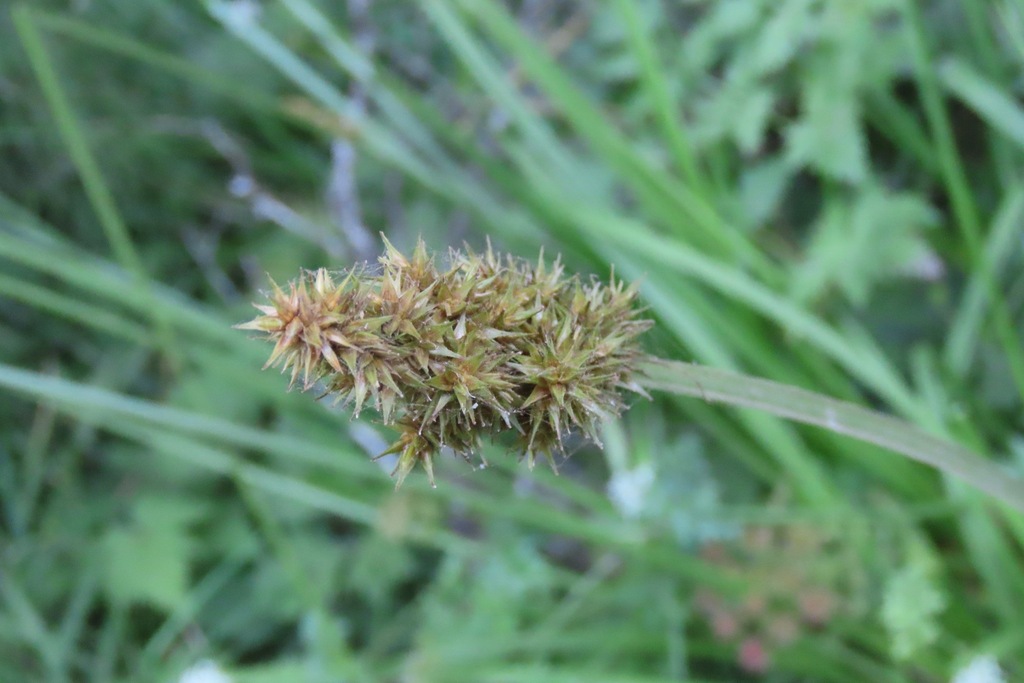 Carex stipata; photograph author not stated, no rights reserved
