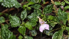 Impatiens uniflora, photograph (c) 葉淑蓮, some rights reserved (CC BY)
