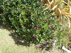 Veronica speciosa