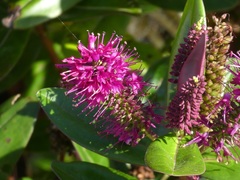 Veronica speciosa
