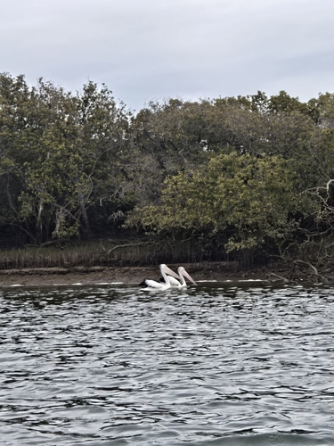 Australian Pelican
