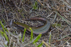 Oligosoma chloronoton