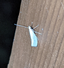 Eucalantica polita