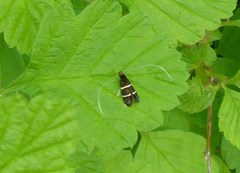 Adela septentrionella