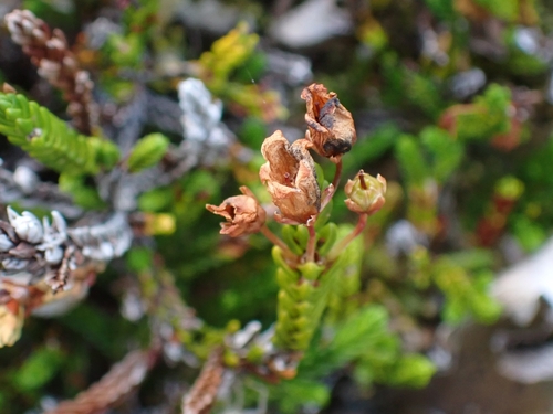 Cassiope mertensiana, photograph 3
