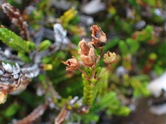 Cassiope mertensiana, photograph (c) My-Lan Le, some rights reserved (CC BY)