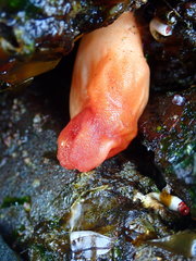 Halocynthia aurantium