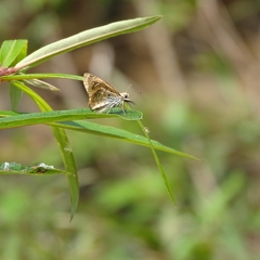 Caprona ransonnettii