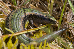 Oligosoma chloronoton
