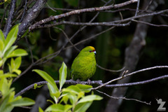 Cyanoramphus auriceps