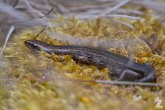 Oligosoma notosaurus