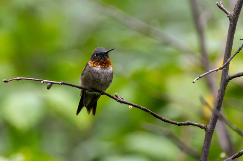 Ruby-throated Hummingbird