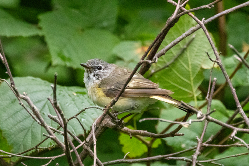 American Redstart