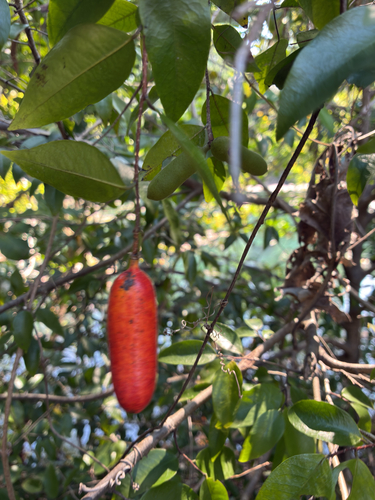 Meiogyne cylindrocarpa observed 2026-08-18