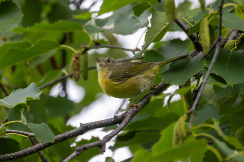 Nashville Warbler