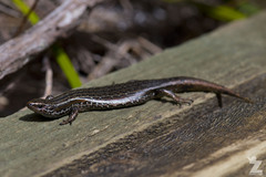 Oligosoma notosaurus