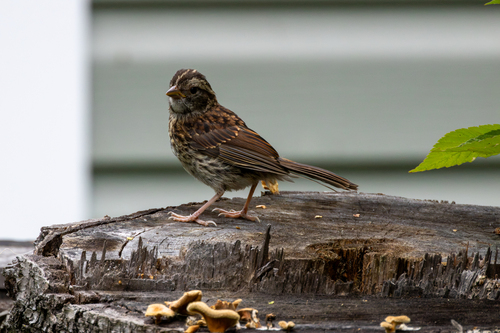 White-throated Sparrow