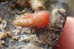 Boltenia villosa