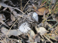 Banksia arctotidis