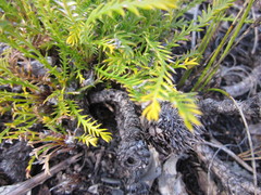 Banksia arctotidis