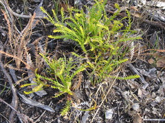Banksia arctotidis