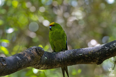 Cyanoramphus auriceps