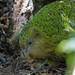 Kakapo - Photo (c) Emma &amp; Tom, some rights reserved (CC BY-NC), uploaded by Emma &amp; Tom