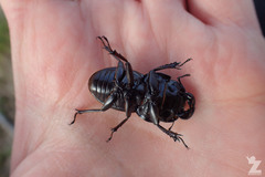Geodorcus helmsi