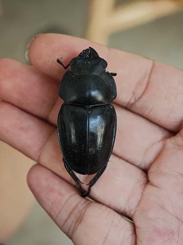 Neolucanus nitidus
