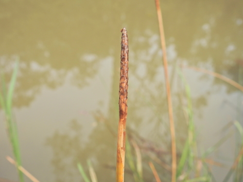 Eleocharis dulcis observed 2026-08-18