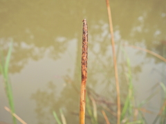 Eleocharis dulcis