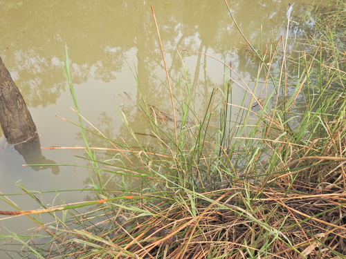 Eleocharis dulcis, photograph 1