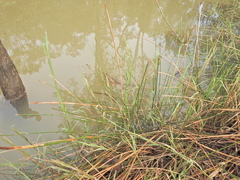 Eleocharis dulcis, photograph (c) Scott W. Gavins, some rights reserved (CC BY)