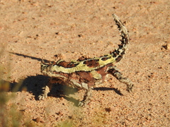 Moloch horridus