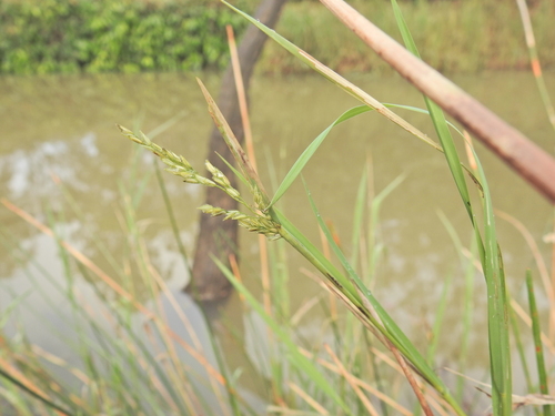 Leersia hexandra, photograph 2