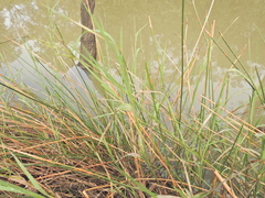 Leersia hexandra, photograph (c) Scott W. Gavins, some rights reserved (CC BY)