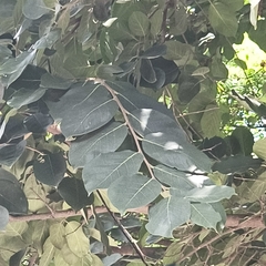Holoptelea integrifolia, photograph (c) Raja Sekhar Chimirala, some rights reserved (CC BY)