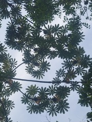 (c) johnyochum, some rights reserved (CC BY) Cecropia angustifolia, photograph (c) johnyochum, some rights reserved (CC BY)