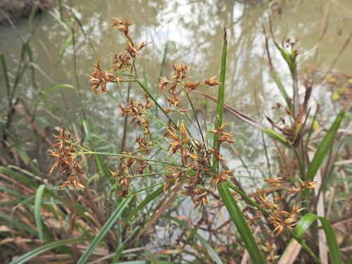 Rhynchospora corymbosa observed 2026-08-18