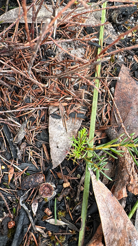 Platysace heterophylla observed 2026-08-12