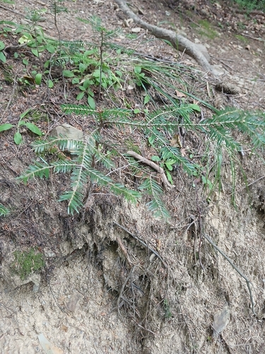 Abies alba, photograph 6