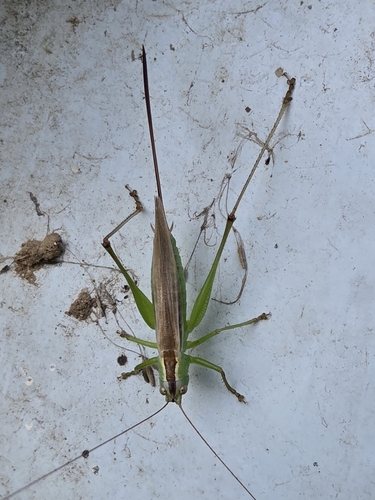 Conocephalus exemptus
