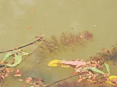 Utricularia aurea