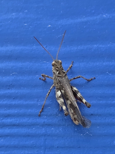 Oedaleus infernalis