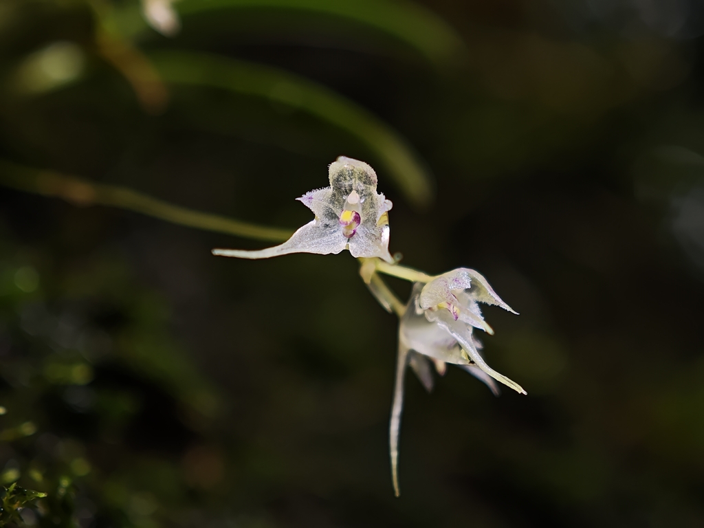Bulbophyllum scabratum (Bulbophyllum scabratum)