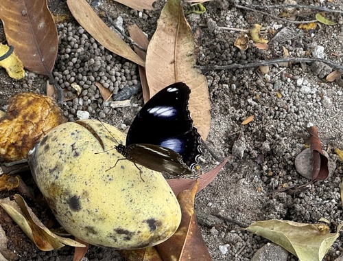 Great Eggfly